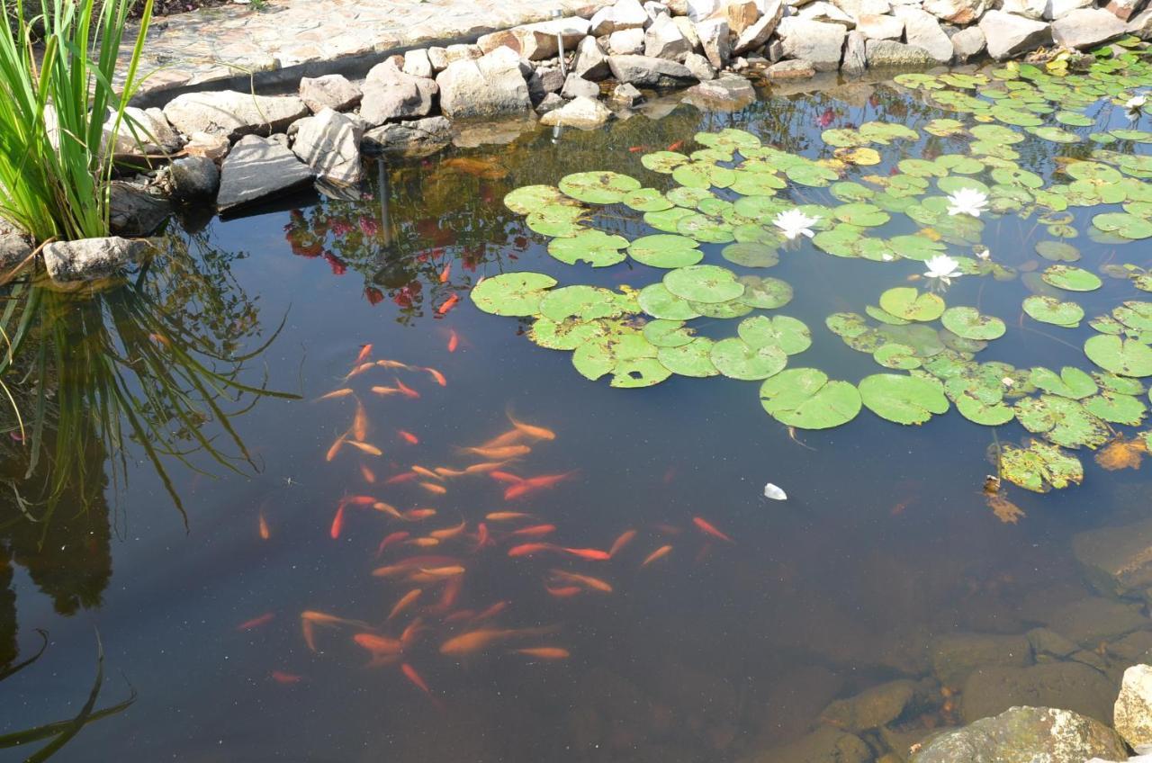 مبيت وإفطار Garden Vendeghaz Makó المظهر الخارجي الصورة